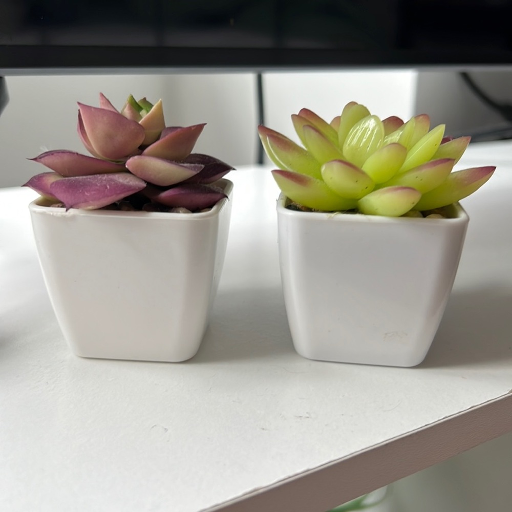 Fake Desktop Succulents